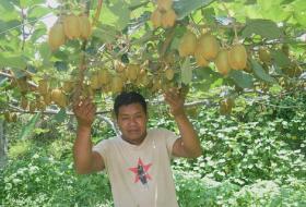 किवीखेतीबाट गाउँमै भविष्य खोज्दै युवा, उचित बजार व्यवस्थापनको भने चुनौती